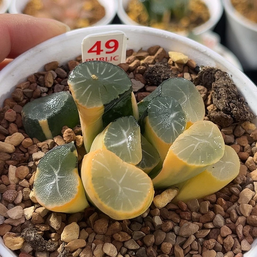 49糊斑万象锦一物一图