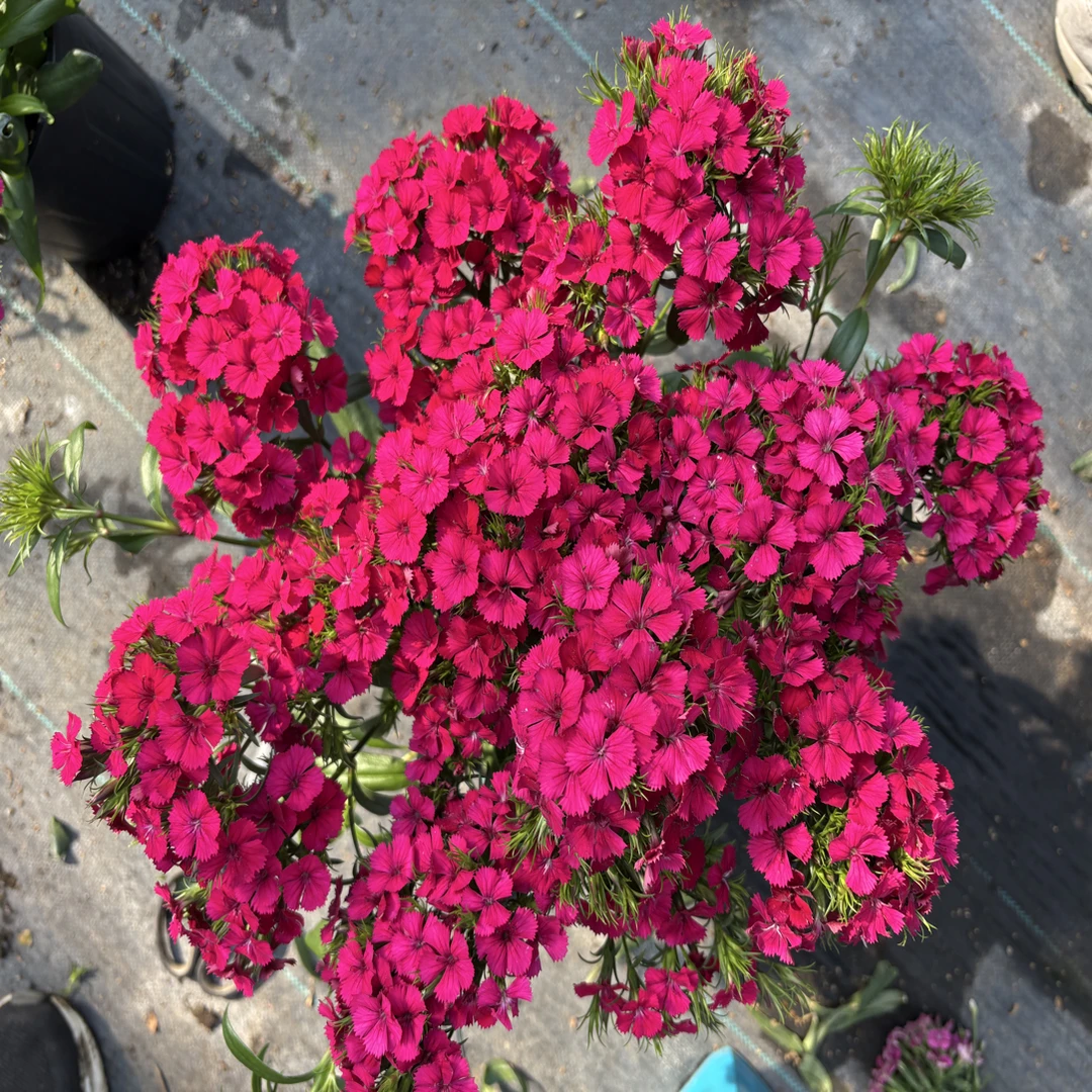 【带香味】红色玫瑰石竹盆栽花卉绣球石竹庭院阳台绣球石竹四季开花