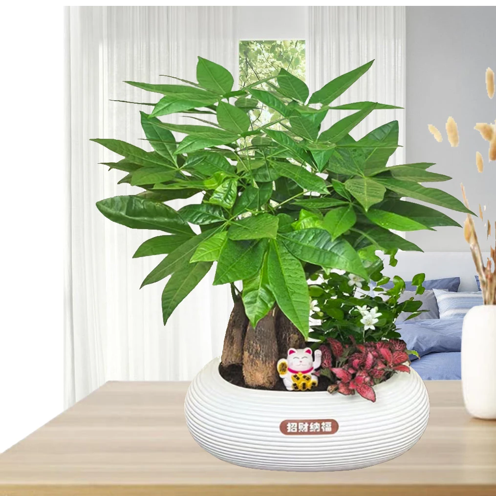【发财树组合盆栽】冰水花室内盆栽30~40CM好养活客厅办公室桌面