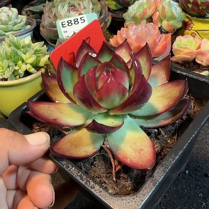 惊鸿一物一拍包装收缩花旱208