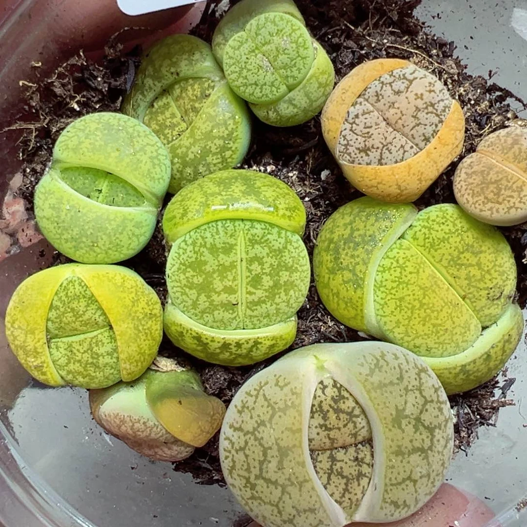 【闪购商品】724……