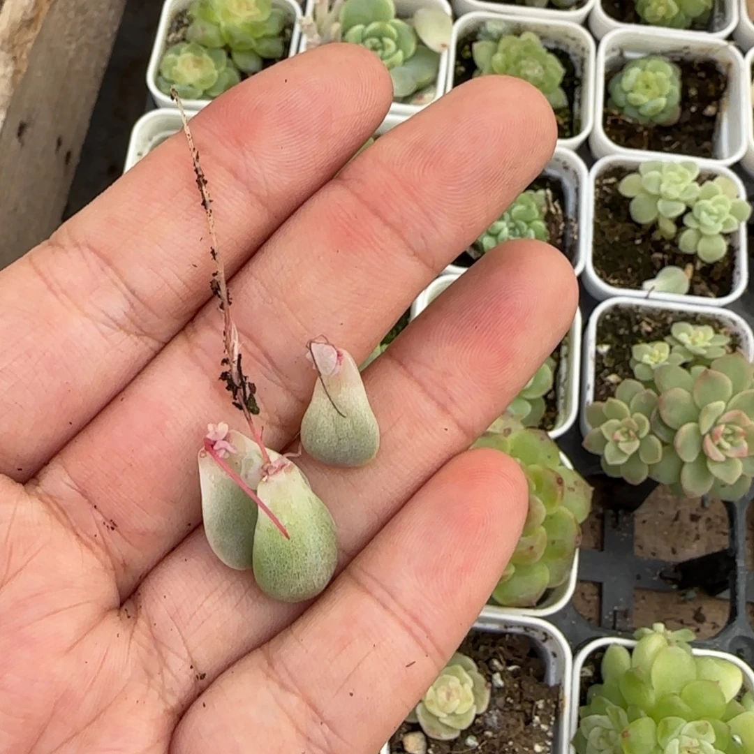 两个黄翡芝麻满20包邮