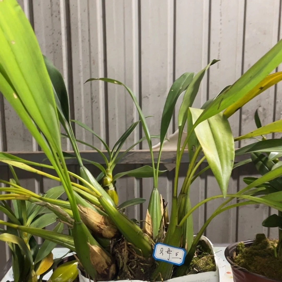 完全开放兰花卉 一物一拍