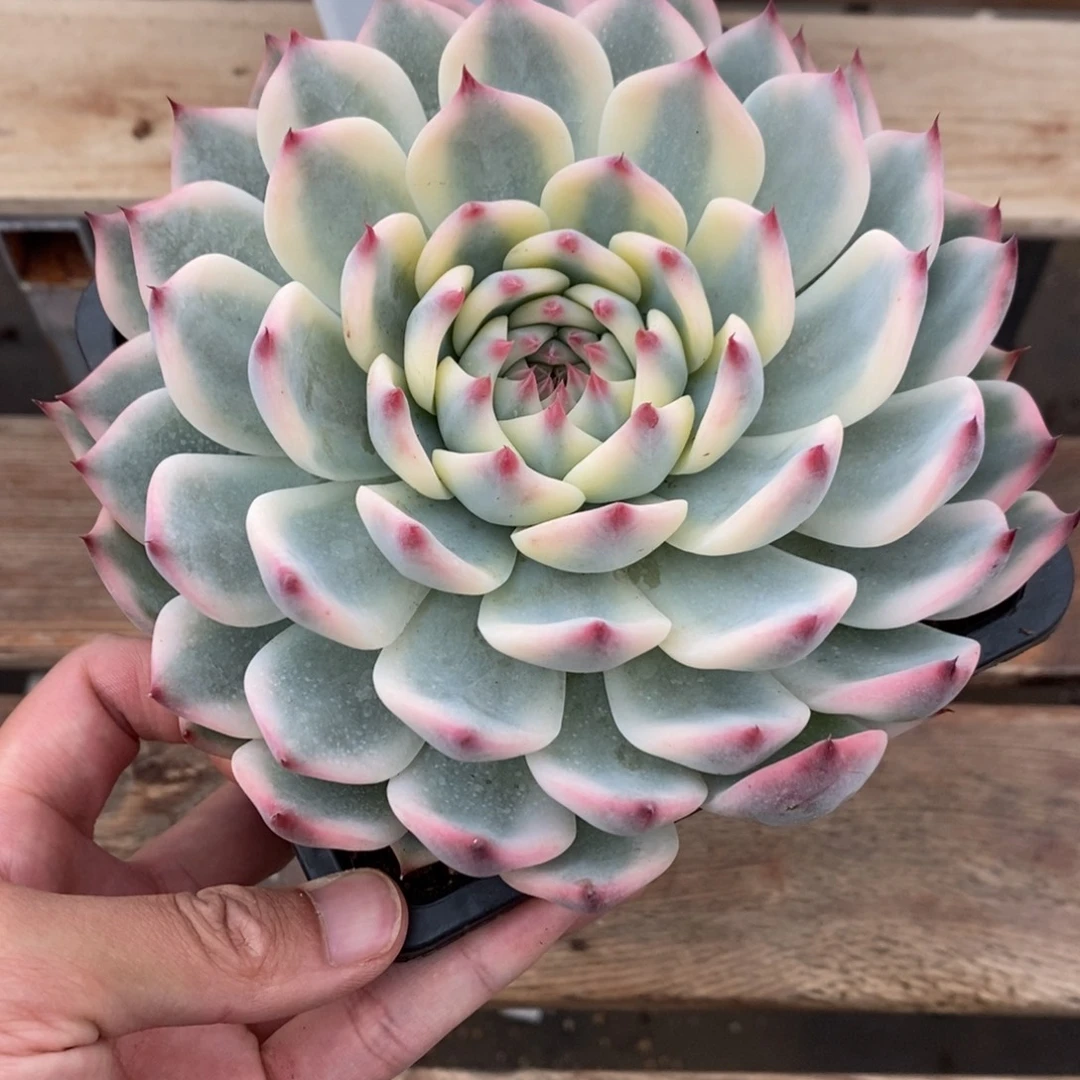 吉娃娃多肉植物9301