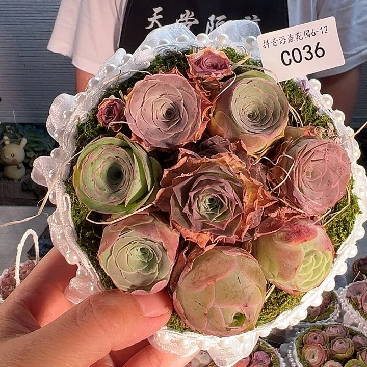 C036。玫瑰混苔藓蓝。