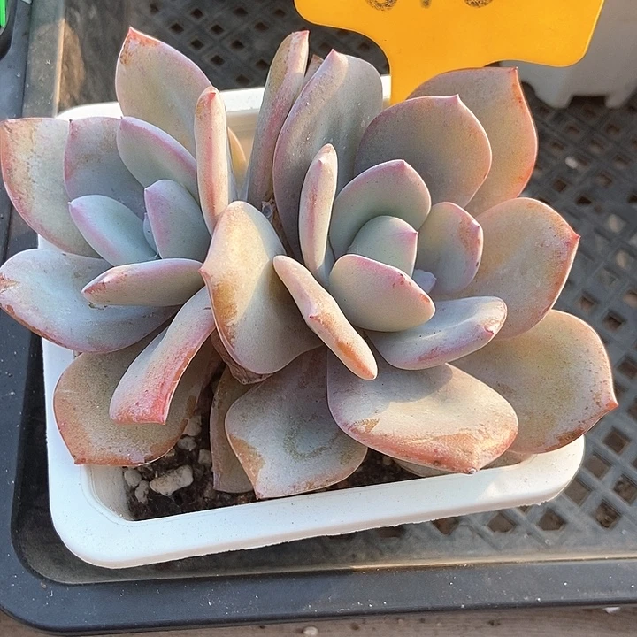 多肉酱韩版奶茶610