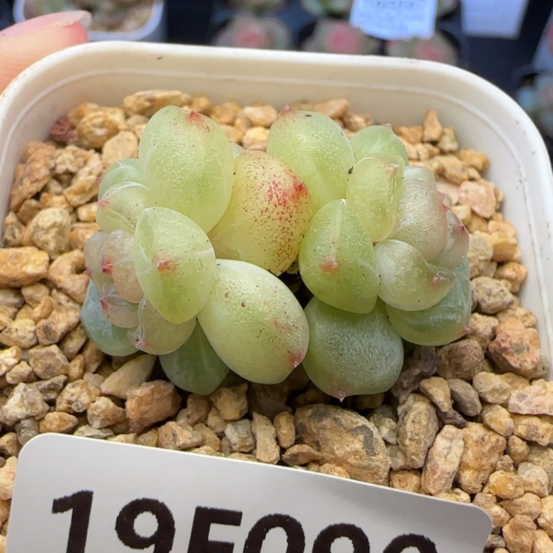 【满29包邮非偏远】090福利