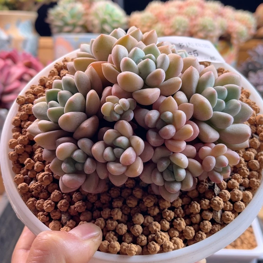 2.12-65泡泡1111111