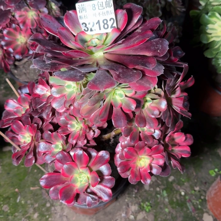 32182美杜莎多肉植物