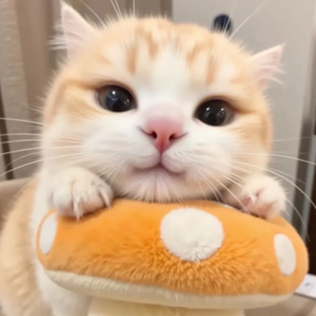 精品宠物 猫【通用链接】