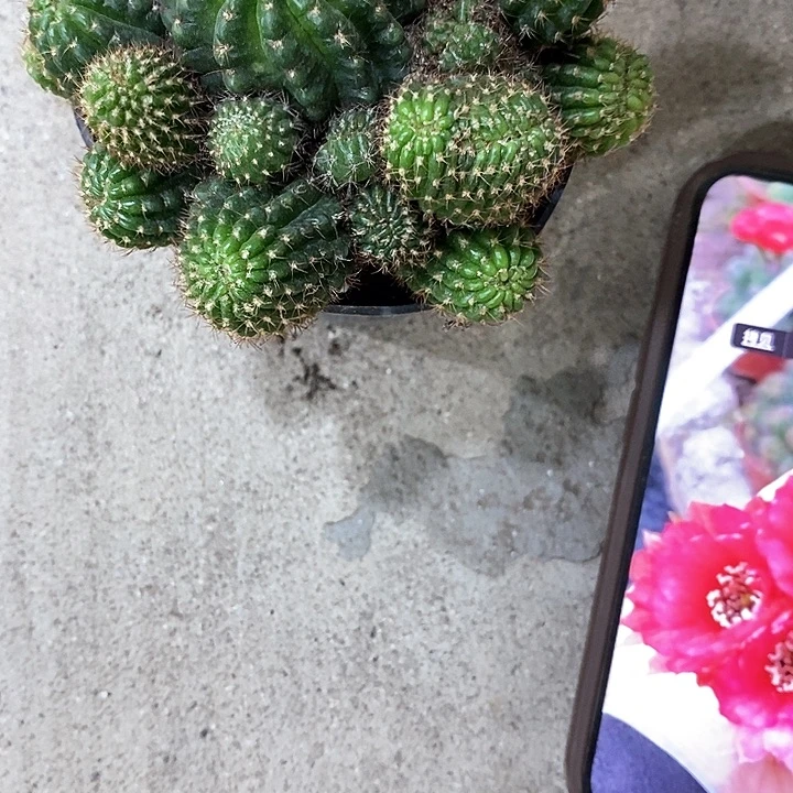 红黑心，6-10公分左右