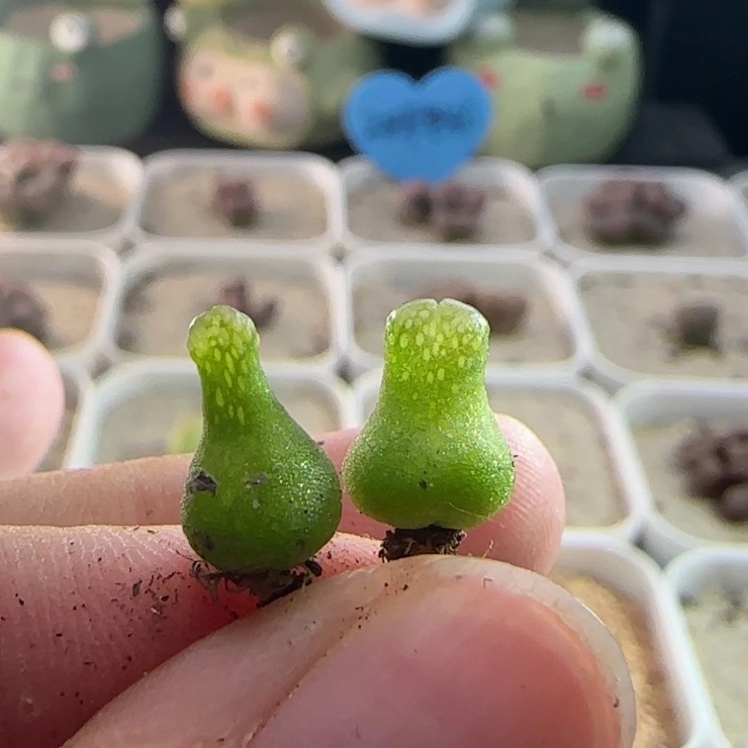 L***n0405/多肉植物///