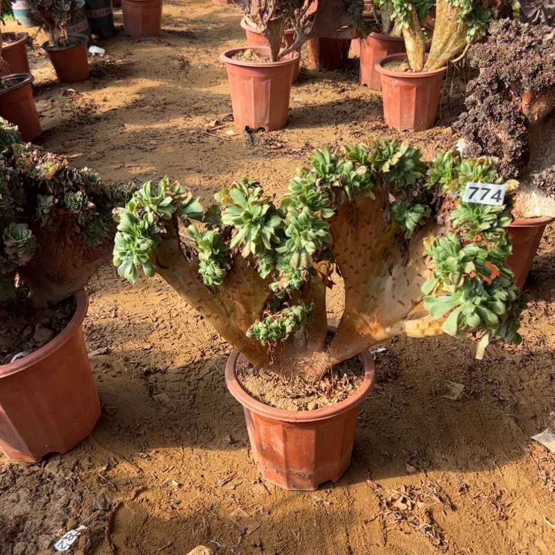 小叶774冠服45厘米