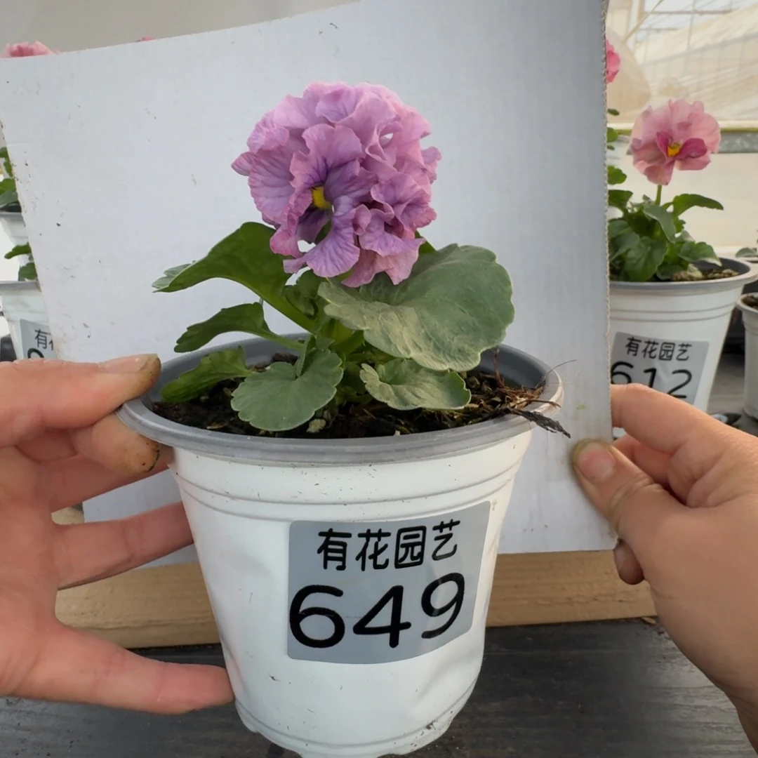 无花朵649号角堇