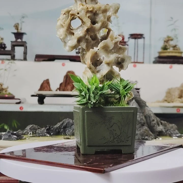 盆景，四国矮竹，玉玲珑苍**水