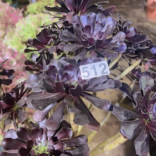 一***香多肉植物一个魔法