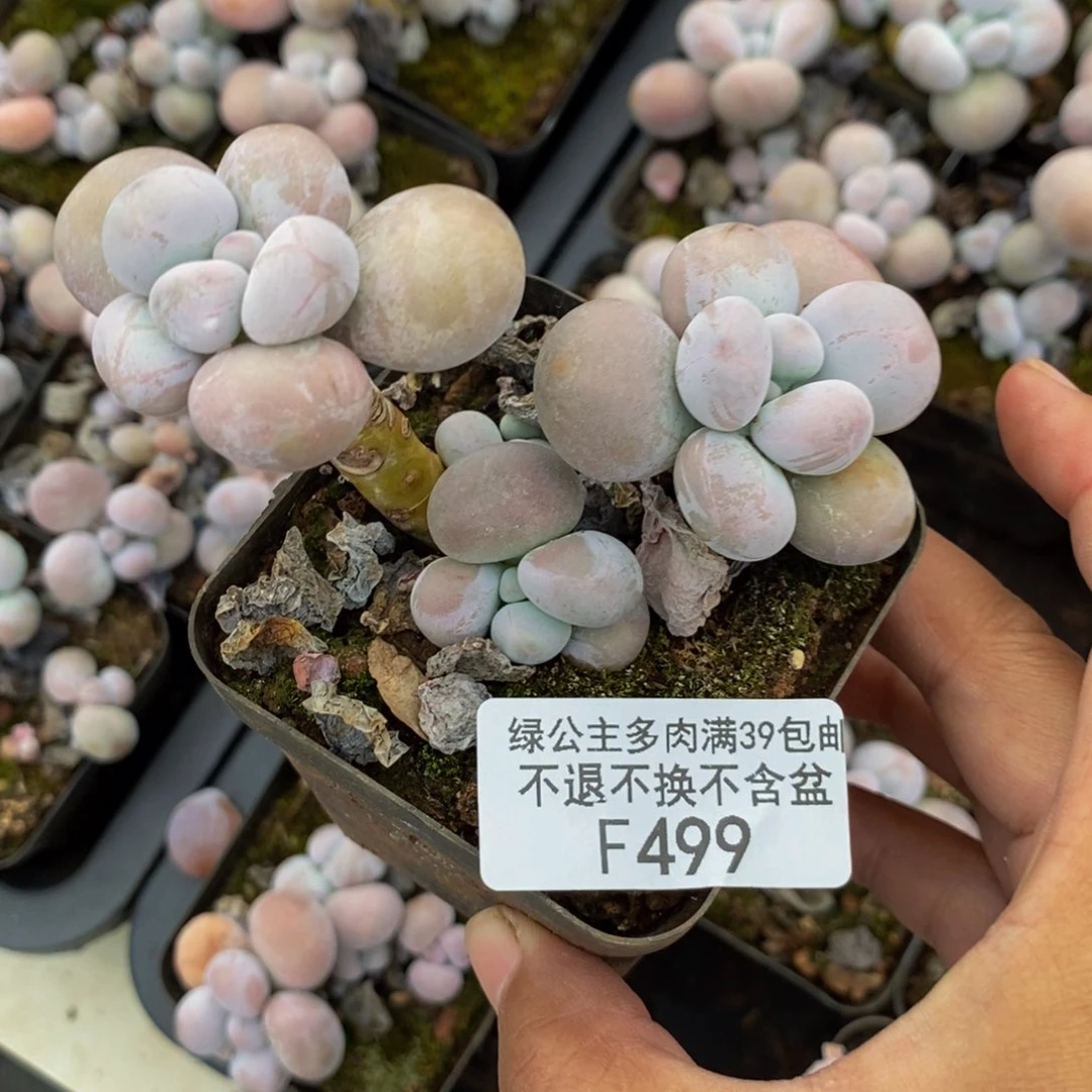 499芭比奶多肉7cm