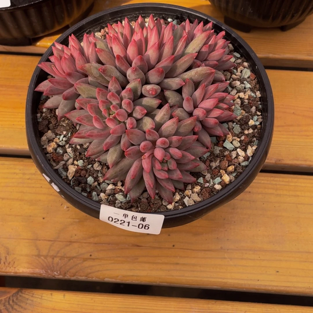 0221*06-虞美人。。。。。