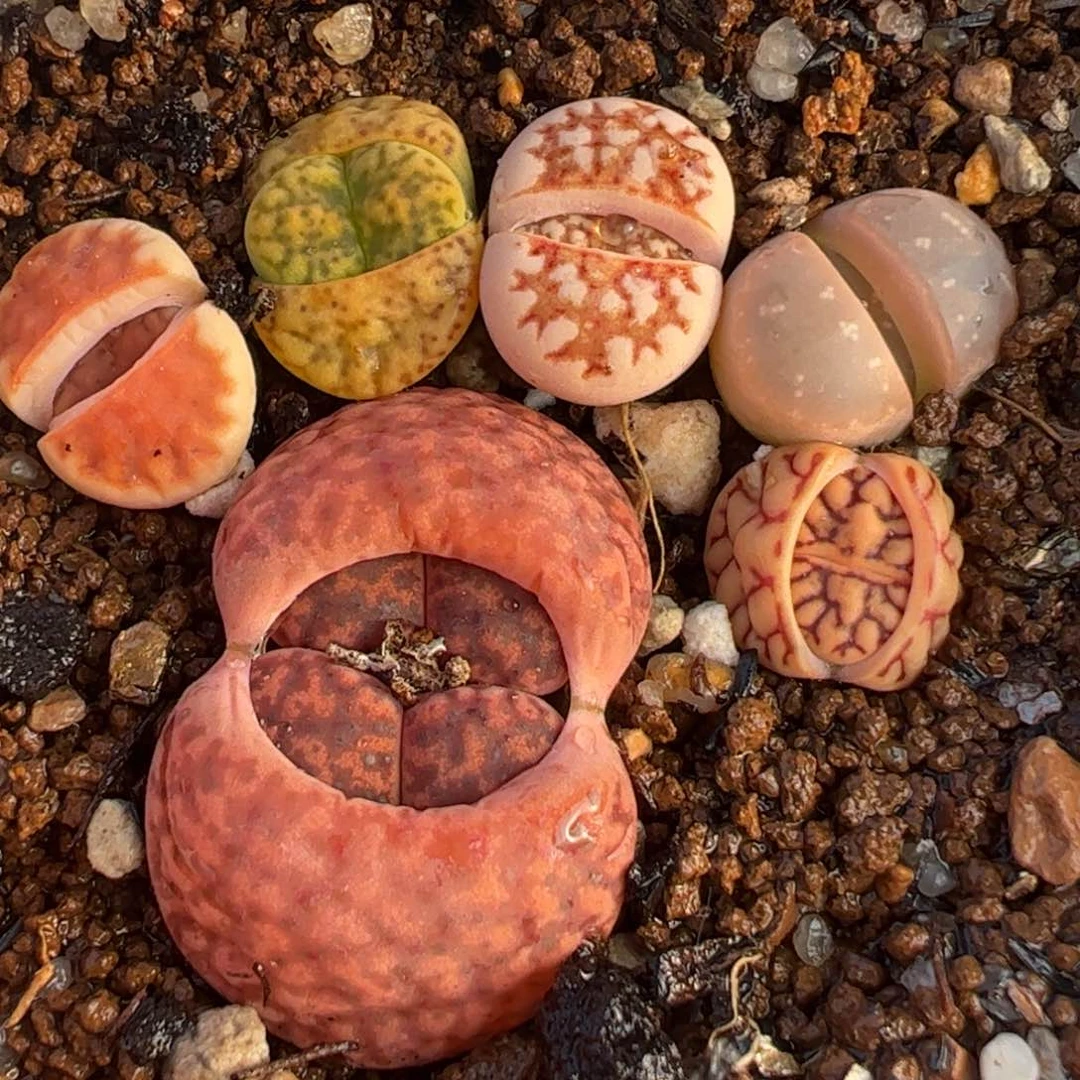 一组多肉植物百科687