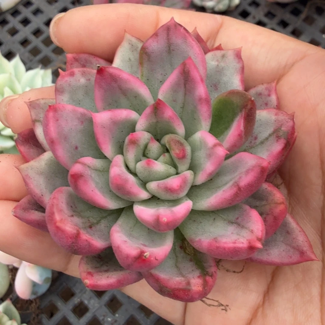 珍妮锦 腹轮锦 一颗的锦