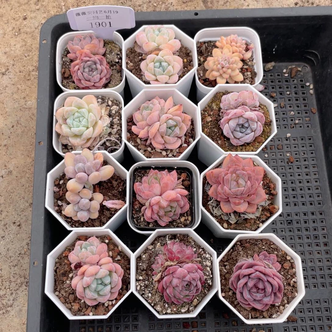 薇薇安园艺多肉1901