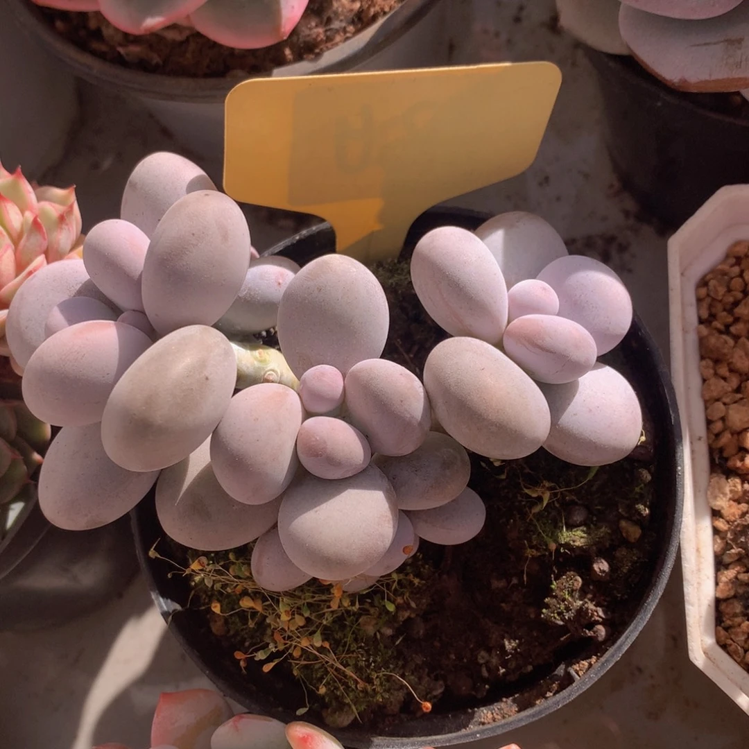 奶酪多日子黑五72627273737