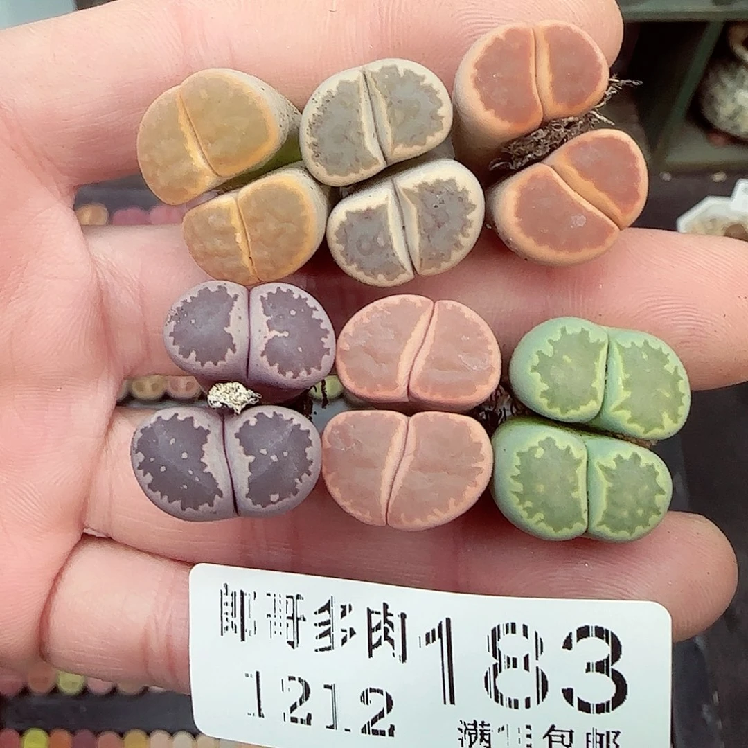 满满18包邮1212-183