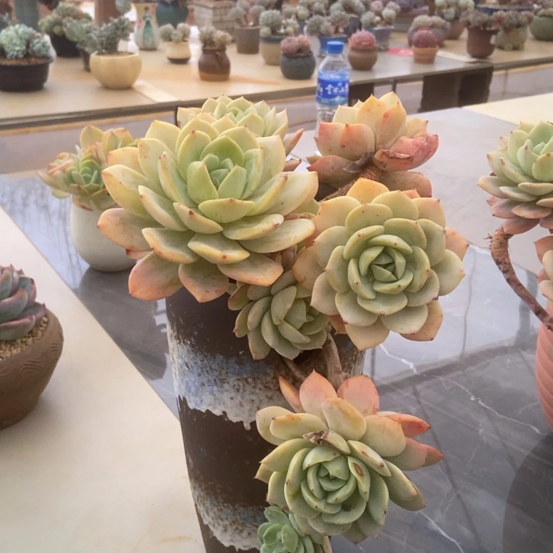 恋曲无砍多肉多肉多肉多