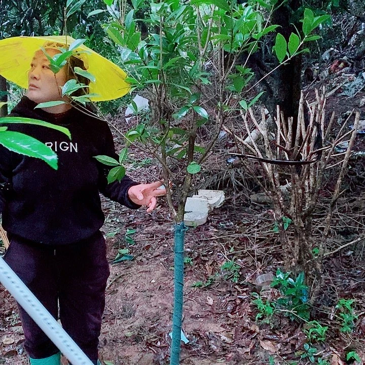 墨***人完全开放3/4左右金桂2颗X