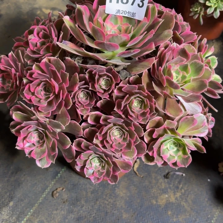 瑞妈，，。。。。。873皇后，