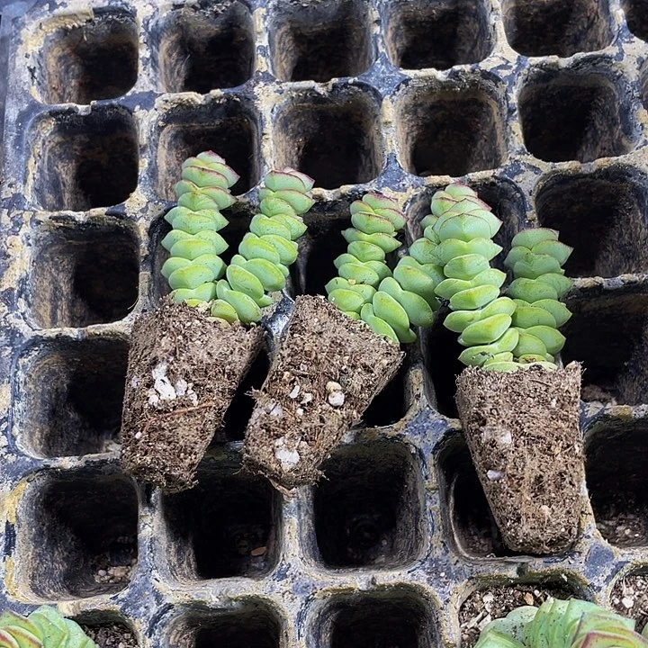 3颗一组小钱串3颗