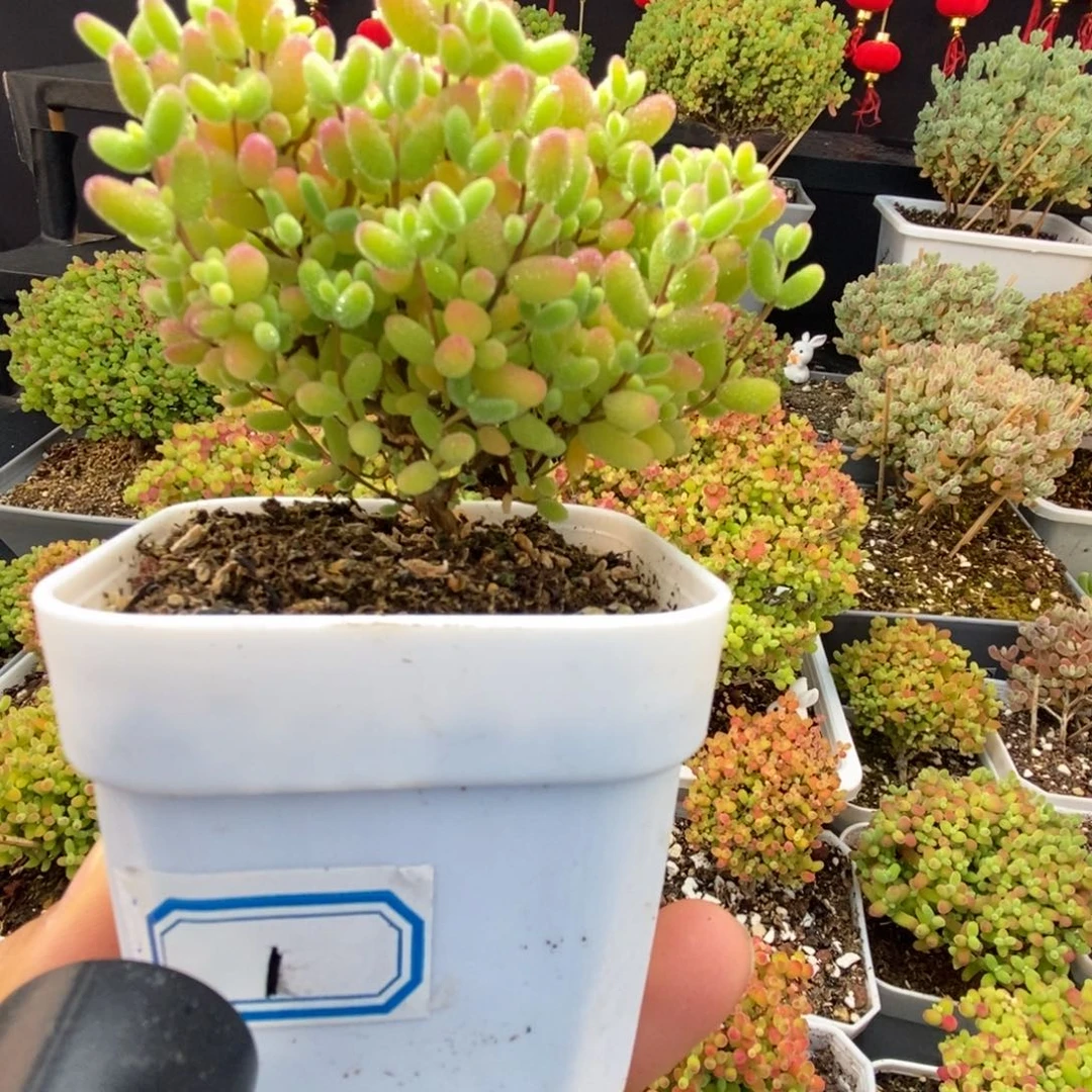 1号蜜橘糖球多肉