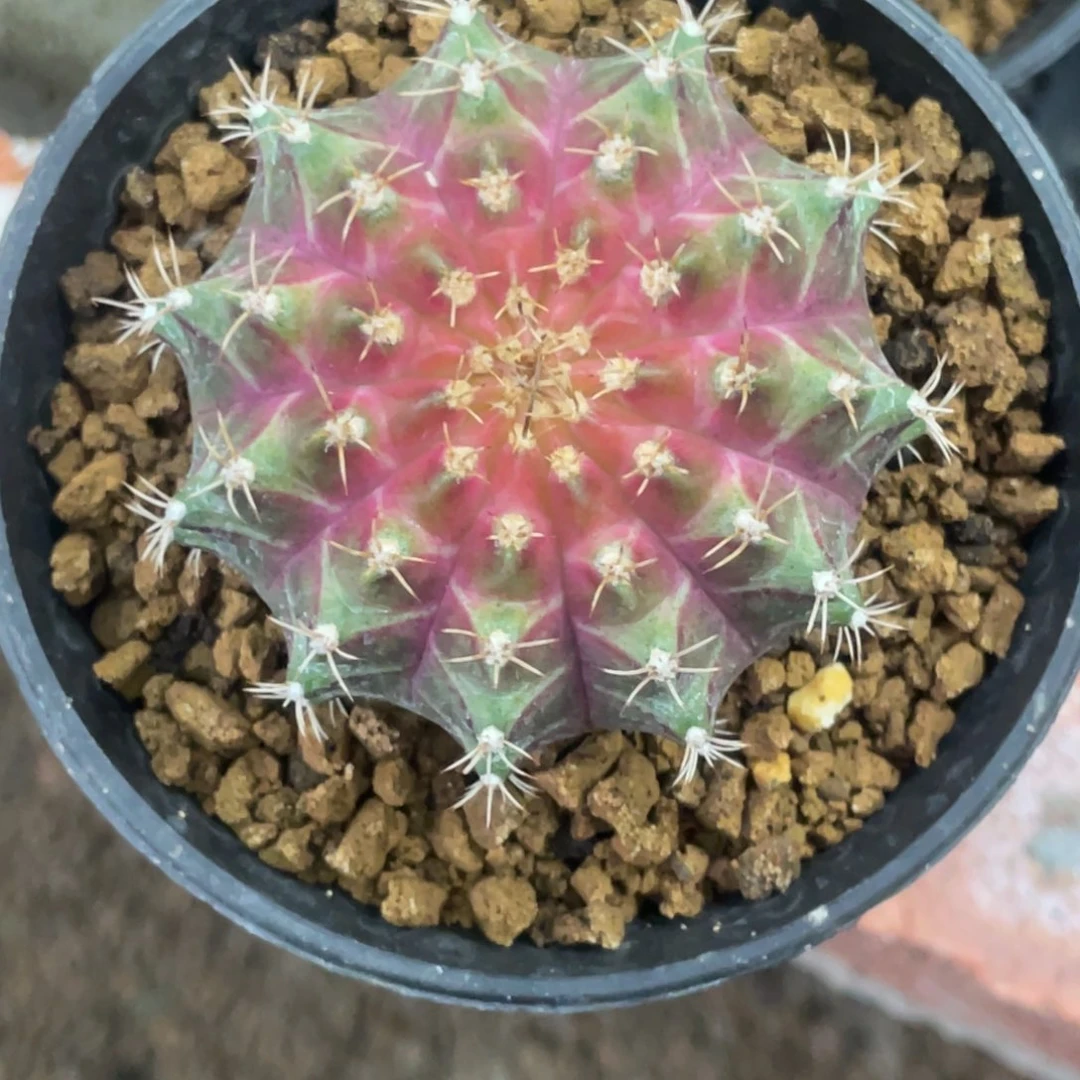 F***G当前无花朵，栽培后可花朵粉轮回