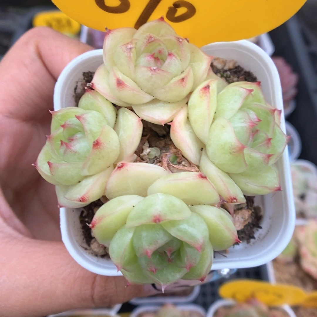 琉璃麦杆群生890号