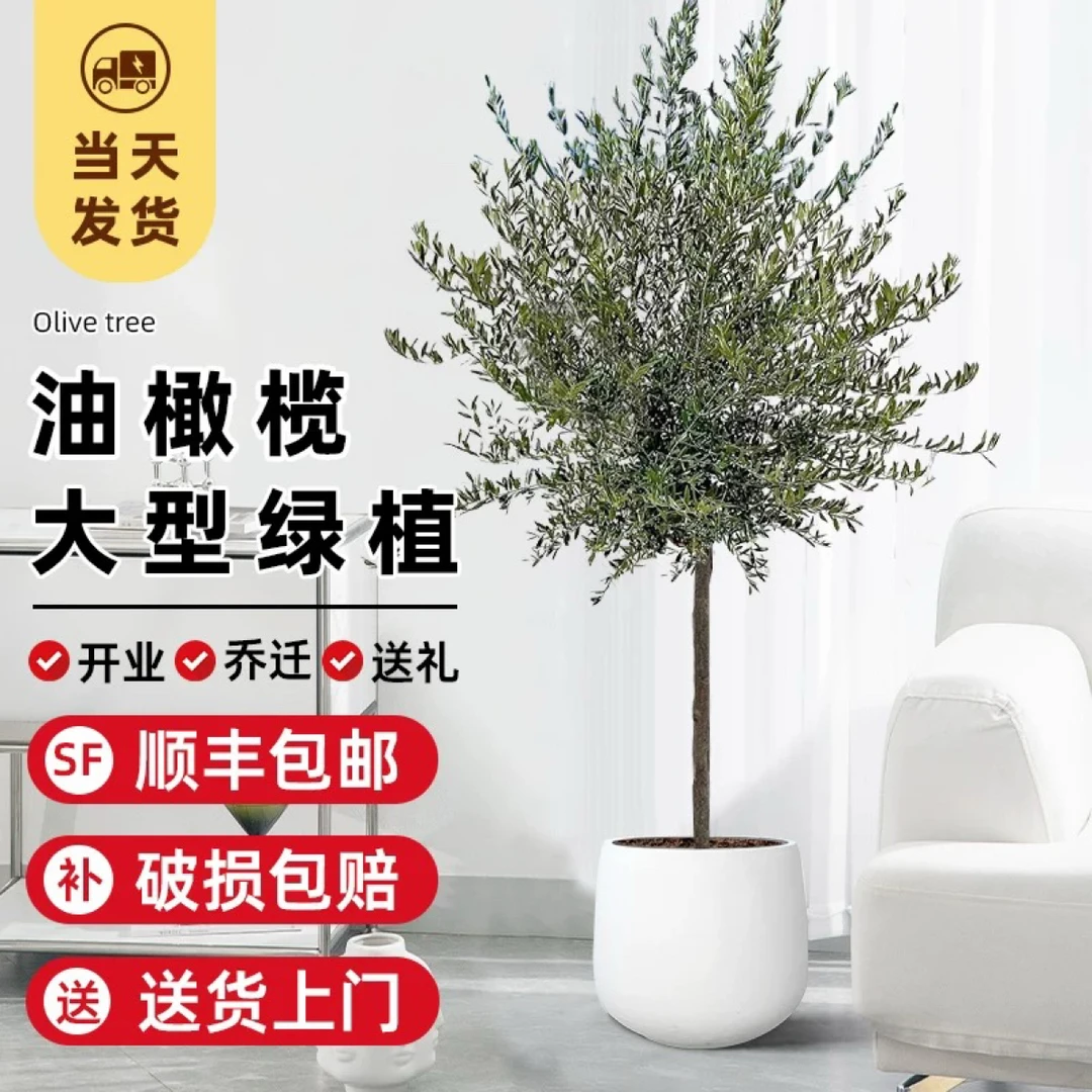 油橄榄造型绿植盆景适合室内客厅办公室桌面装饰
