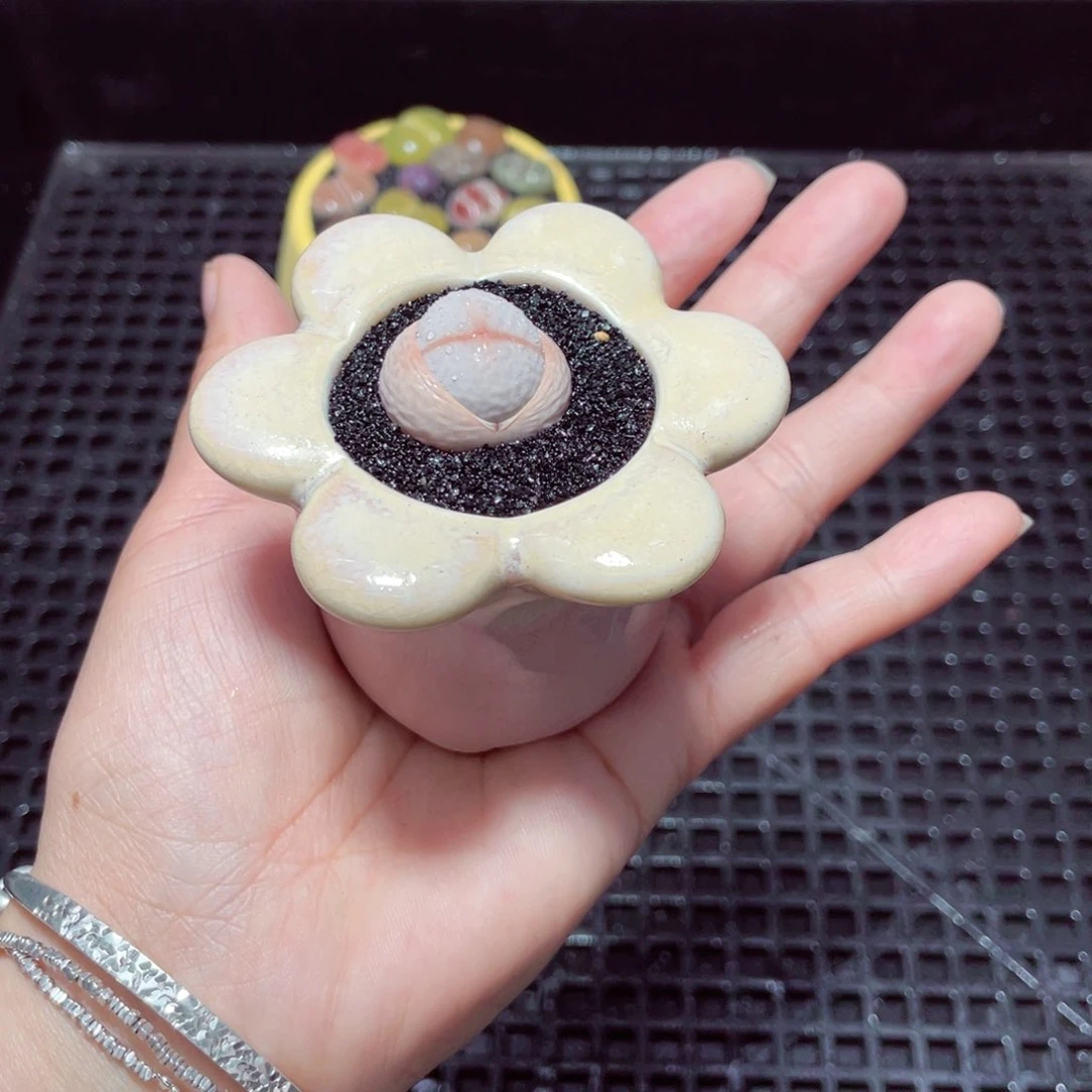 w9627 带盆土发货-零下地区拍保温箱