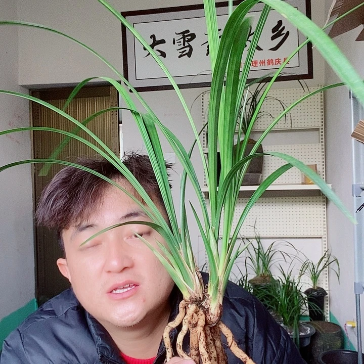 完全开放石鼓大雪素