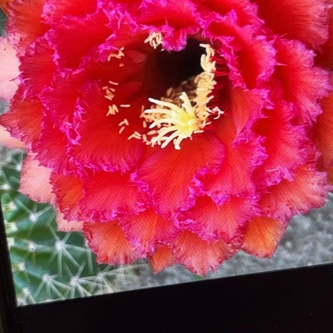 荣耀毛侧牙20包邮34