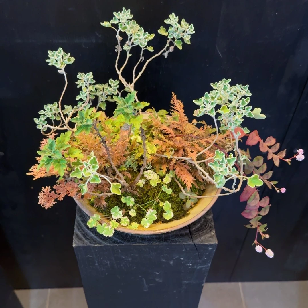 无花朵山野草日本盆器