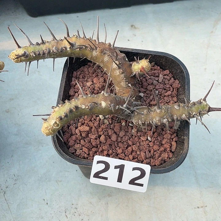 212产地大刺月界，