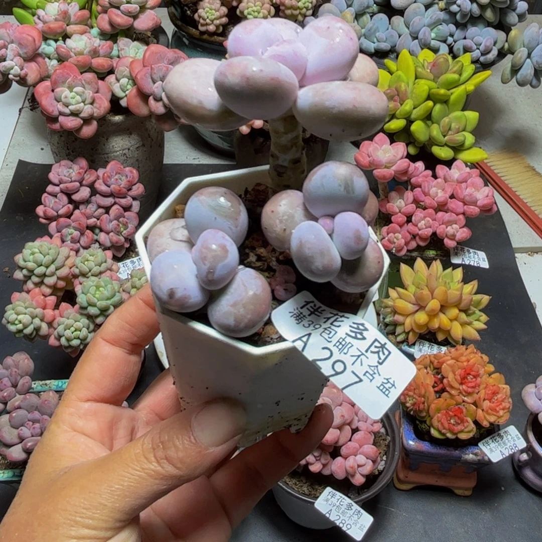 297水光针6cm多肉