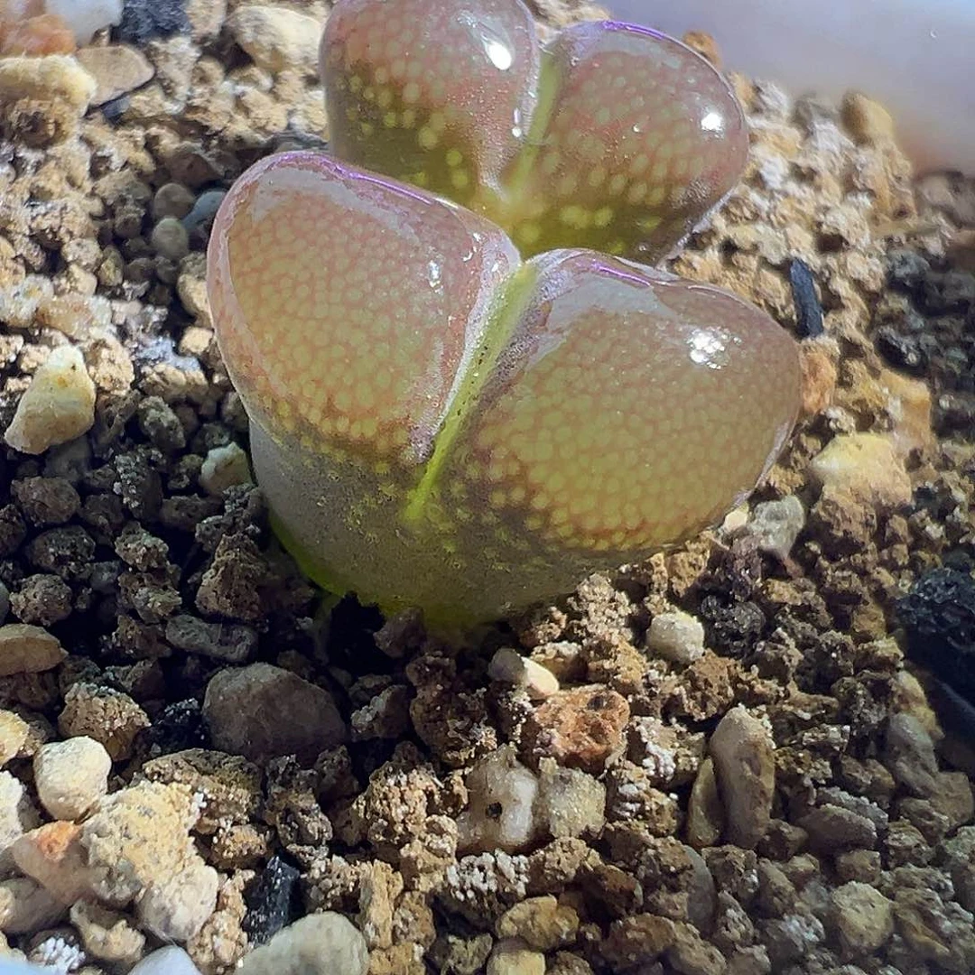 炸福利。