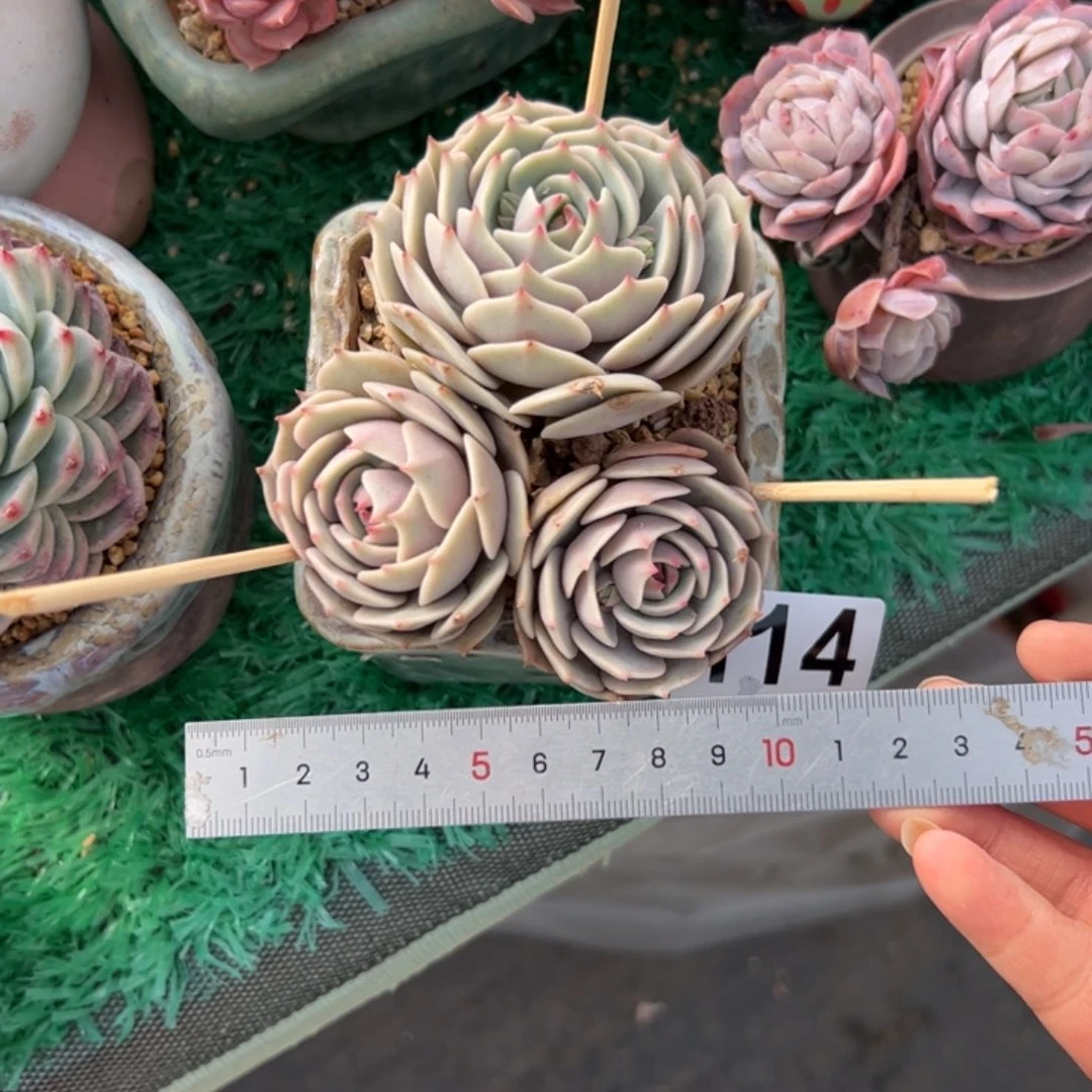 小*邱114含盆价多肉植物组合盆栽