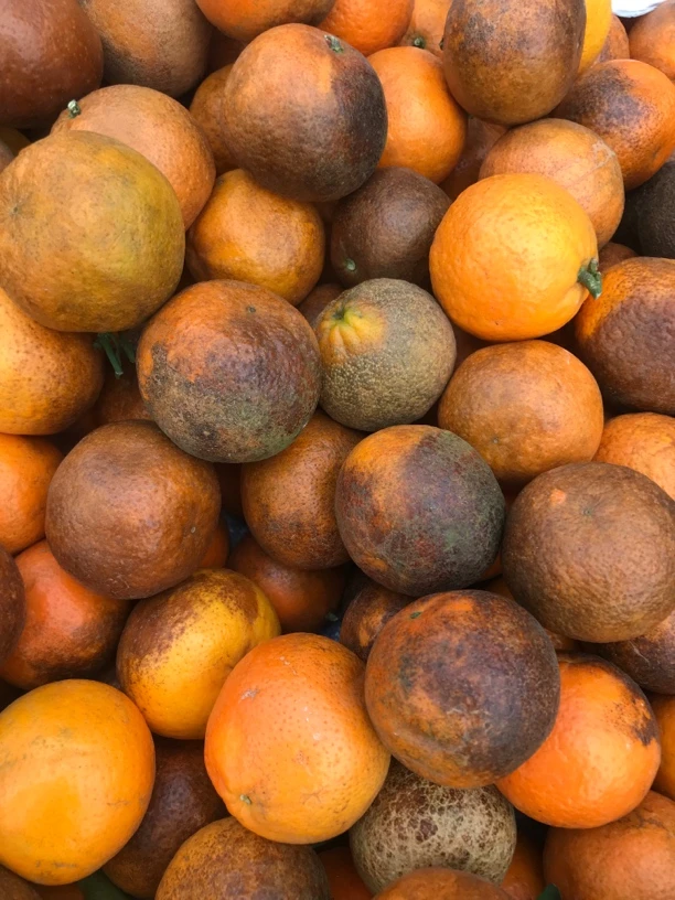 云南新鲜丑沃甘乌柑香甜多汁薄皮丑沃柑现摘现发