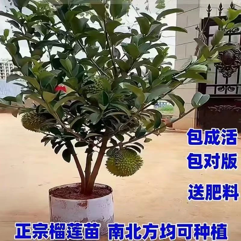 榴莲苗猫山王金枕头耐寒耐热新品种矮化南北方均可种植结果多多