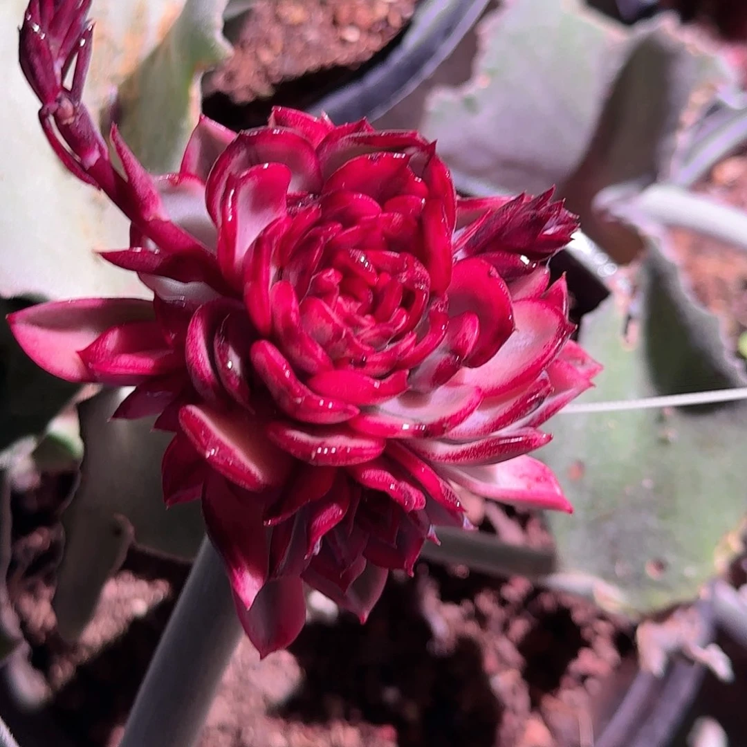 蓝色妖姬多肉植物