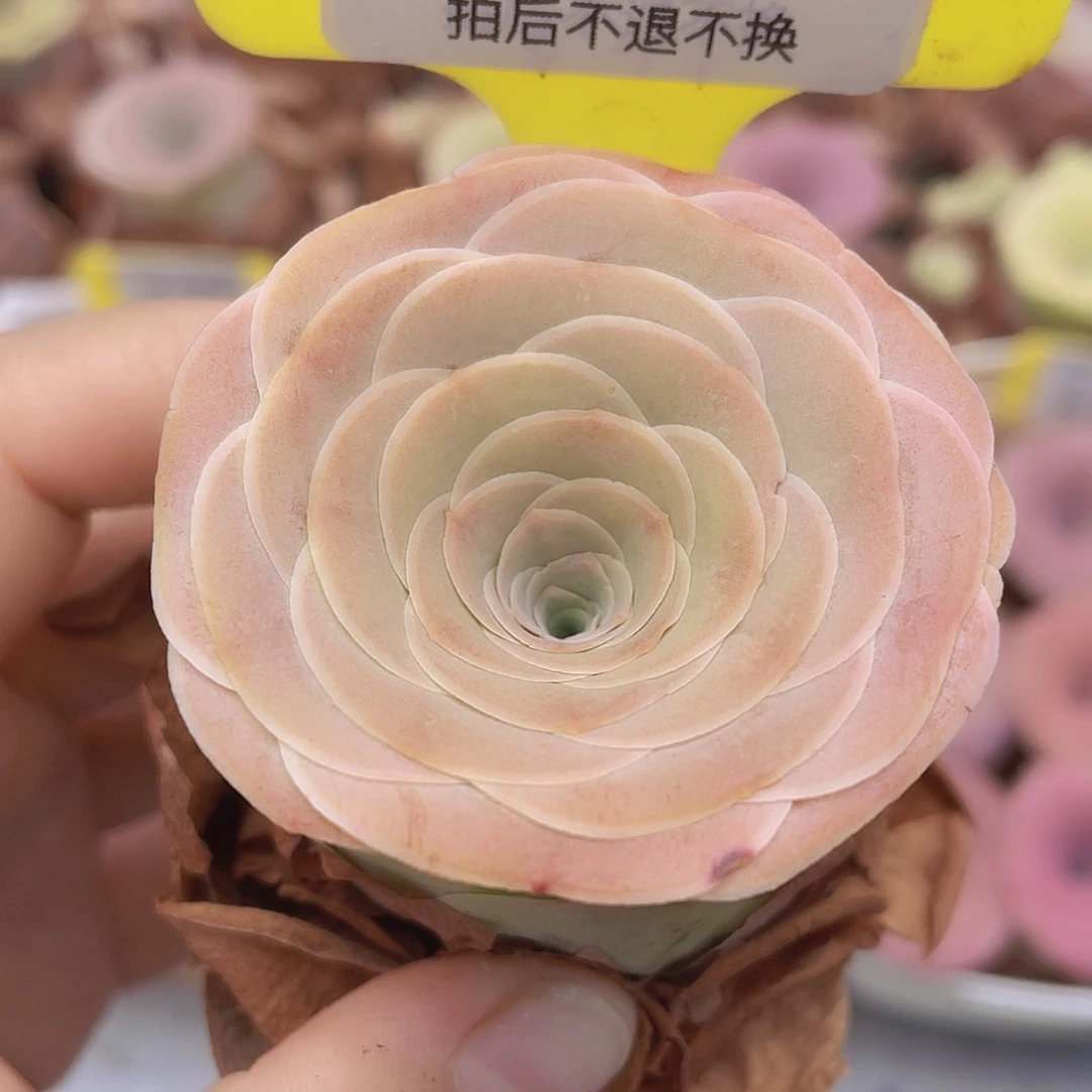山地玫瑰Z205满38包邮裸根发货