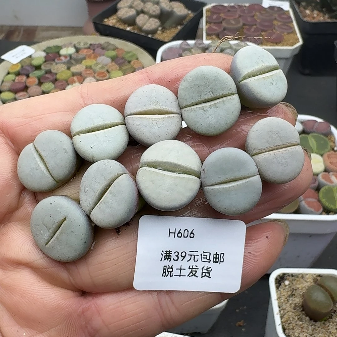 奶***酪606多肉哈哈哈哈哈哈哈