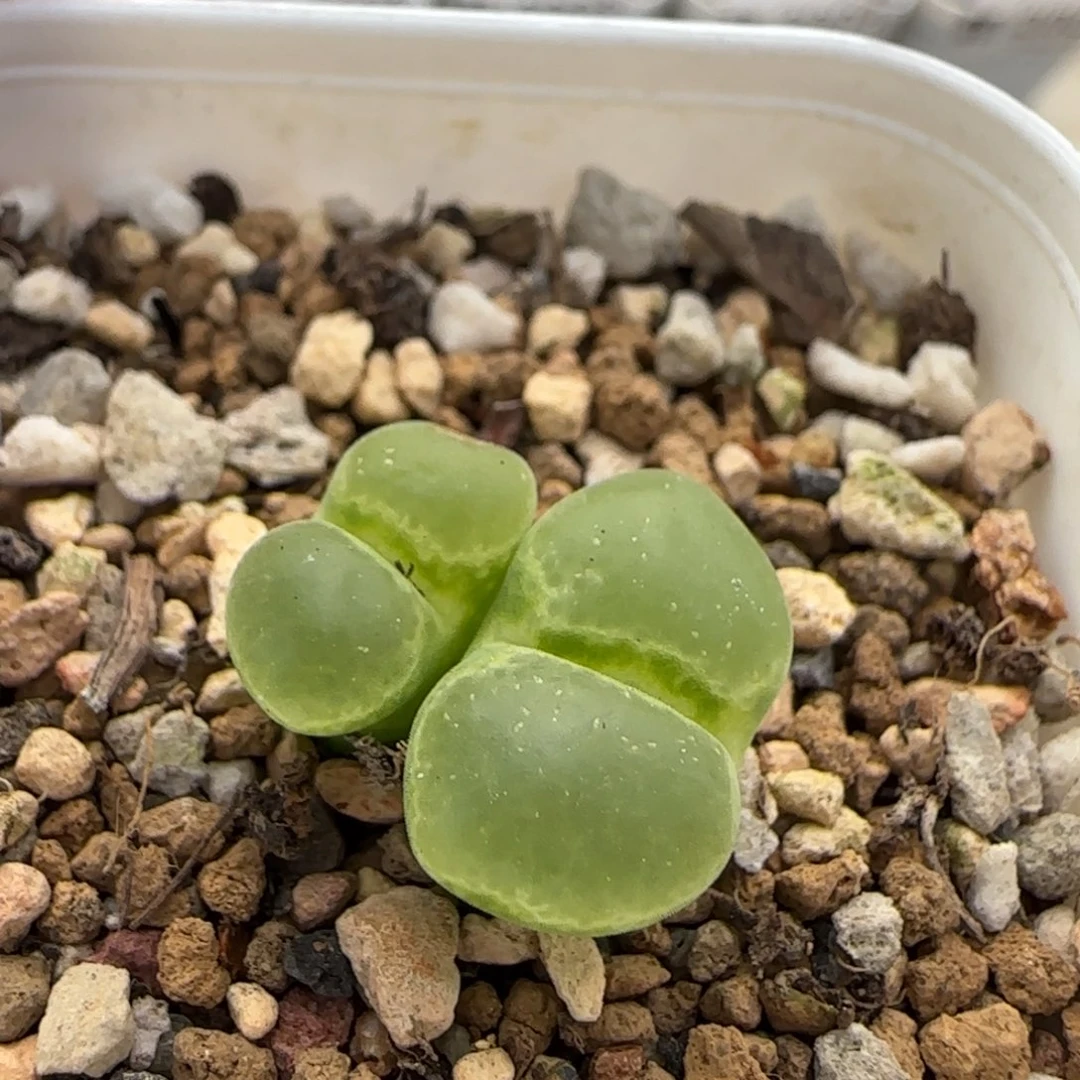 12.19。    .75风铃。    2012