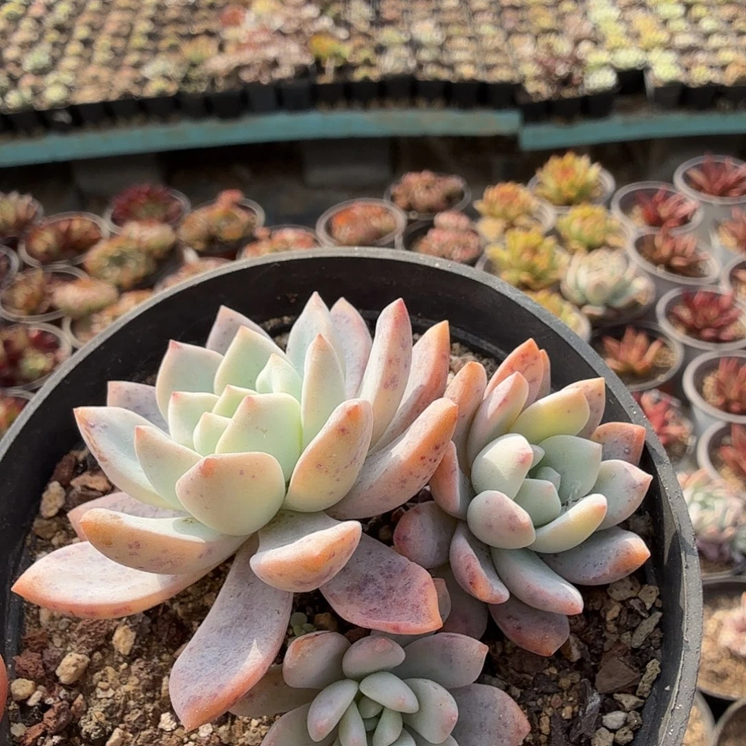 301三头梦之雪满20包邮